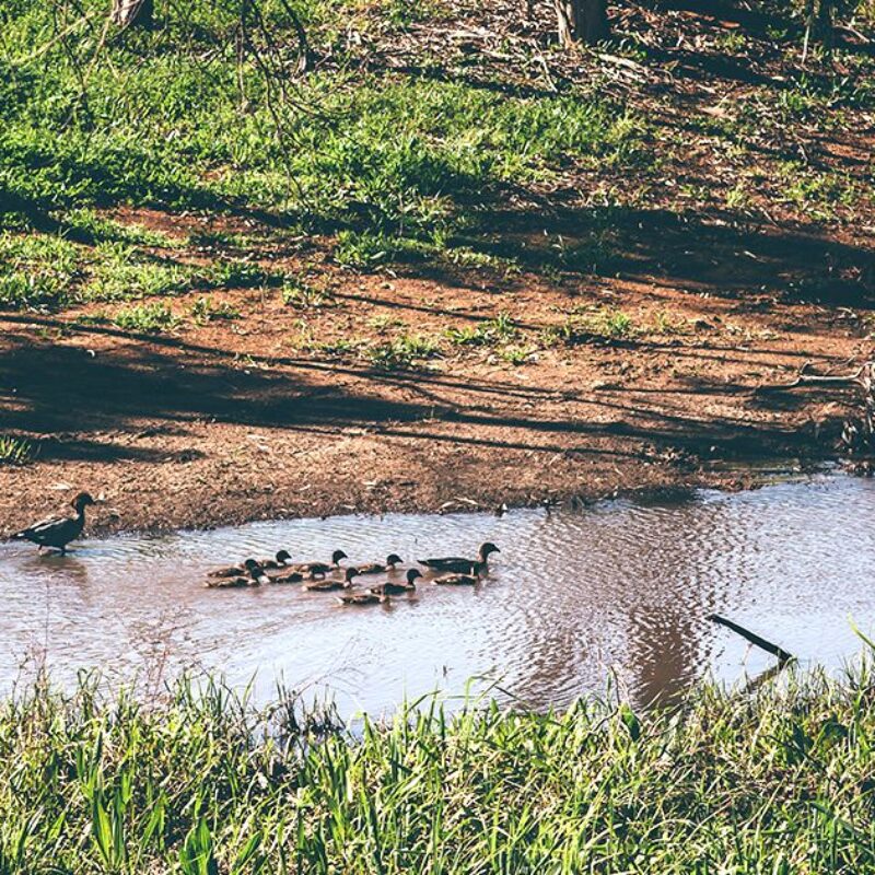 Ducks on river